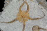 Ordovician Brittle Star & Carpoid Fossil Association - Morocco #92746-1
